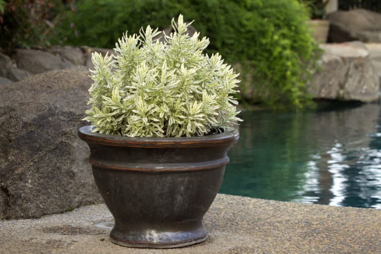 Lovely Meerlo Lavender in a small glazed pot sits poolside