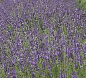 Phenomenal Lavender with blue-purple flowers and silvery-green foliage.