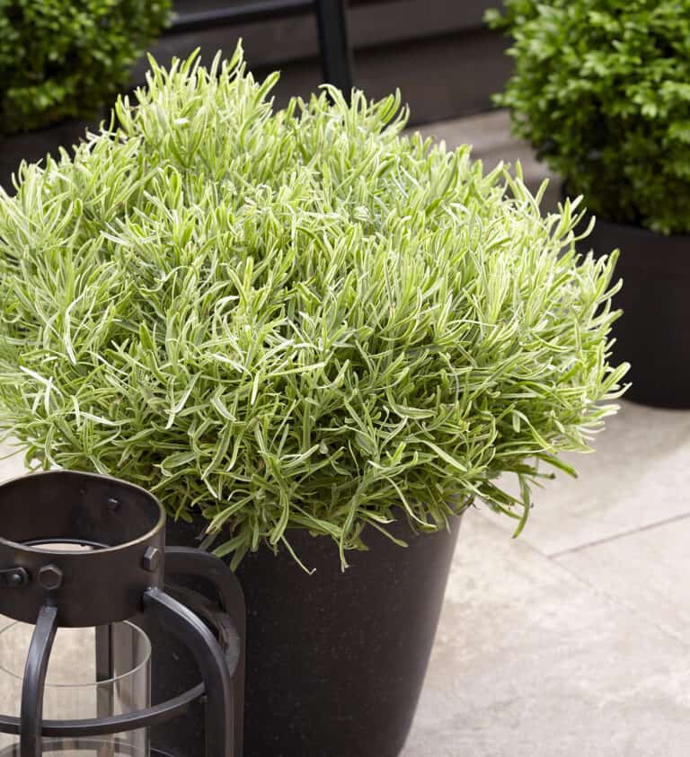 Lavandula angustifolia Platinum Blonde® in a pot