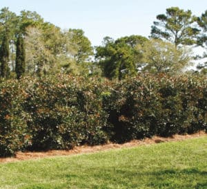 Leann Cleyera, copper new growth against evergreen leaves