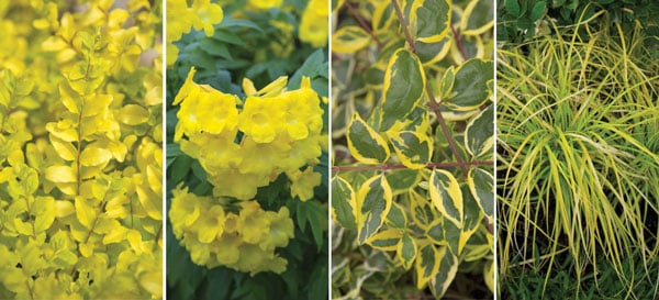 Let the Sunshine In combo 2