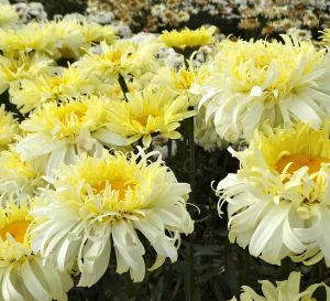 Abundant Real Charmer Leucanthemum with pale yellow ruffled petals with a large gold center