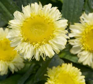 Delicate, pale yellow ruffled petals surround a large golden center of Real Charmer Leucanthemum
