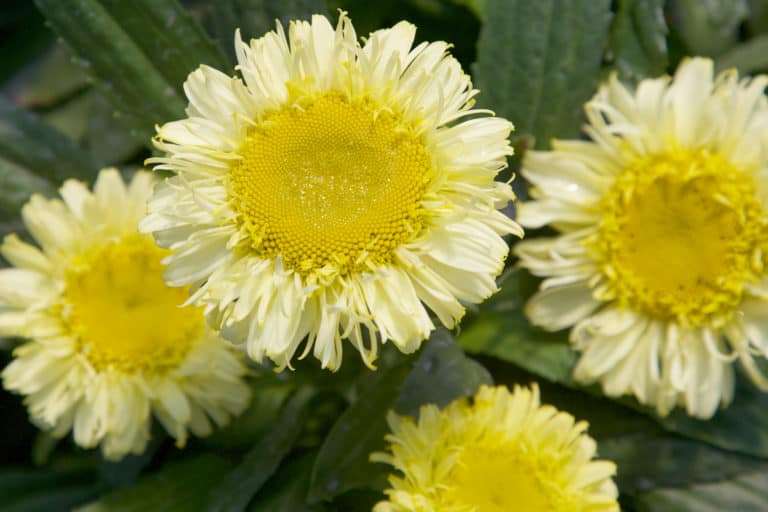 Delicate, pale yellow ruffled petals surround a large golden center of Real Charmer Leucanthemum