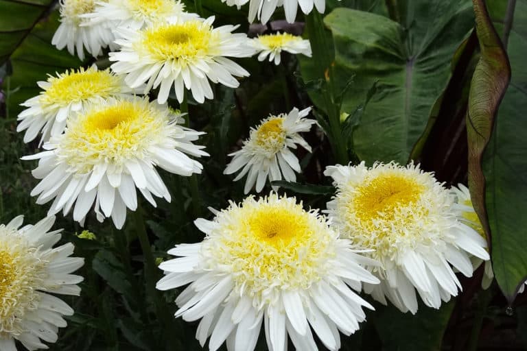 Real Glory Leucanthemum blossoms of white many-layered petals with golden-yellow centers