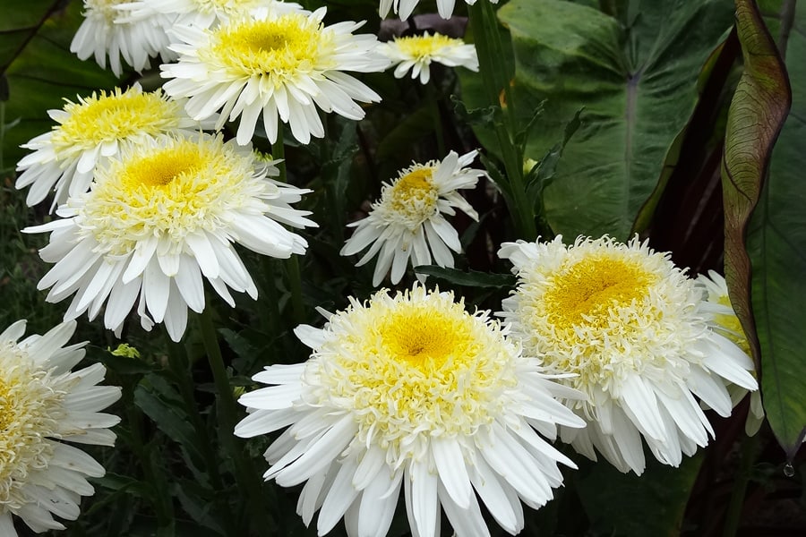 Real Glory Leucanthemum blossoms of white many-layered petals with golden-yellow centers