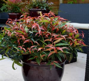 Potted Burning Love Leucothoe on patio