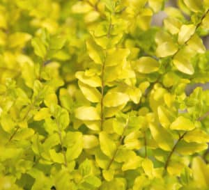 Close up of non invasive privet foliage from Sunshine Ligustrum 