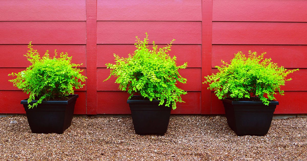 Ligustrum Sunshine Container Pot Up A Bit Of Sunshine 1200x6302