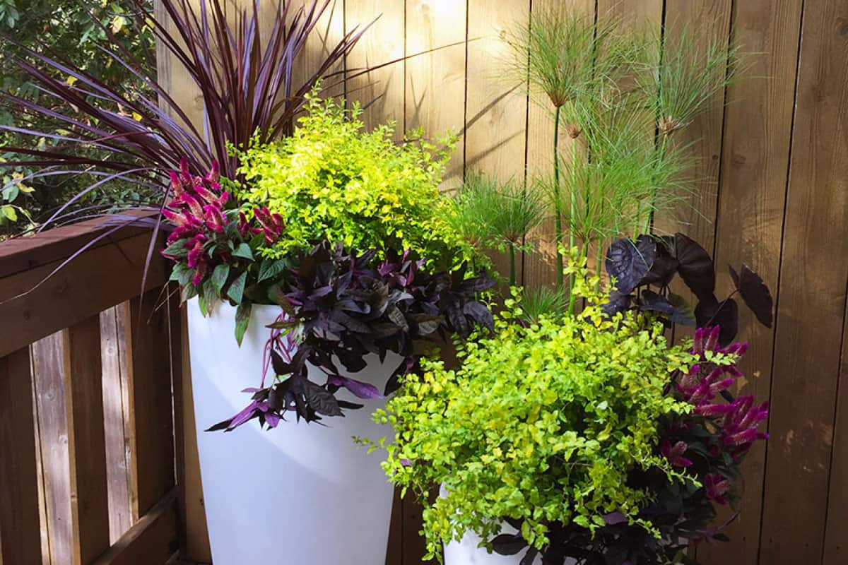 Ligustrum Sunshine Container Pot Up A Bit Of Sunshine 1200x8003