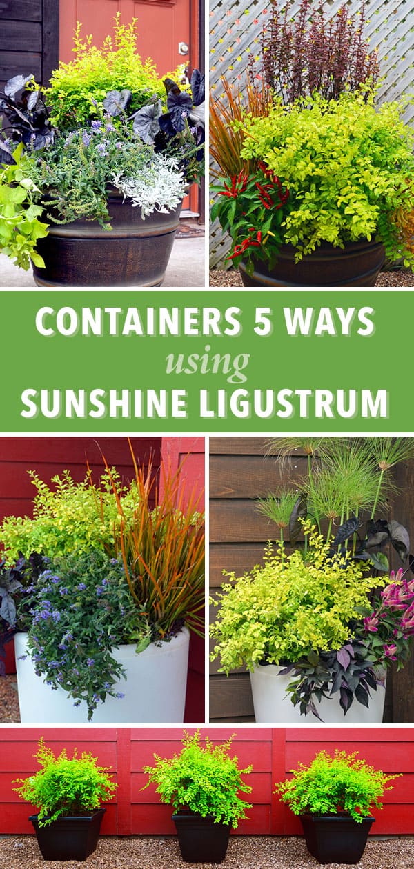 Ligustrum Sunshine Container Pot Up A Bit Of Sunshine 600x1260