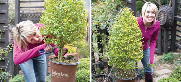 Sunshine Ligustrum in Southern Living brown container with Linda Vater
