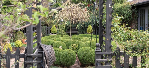 Sunshine Ligustrum in garden landscape with Linda Vater