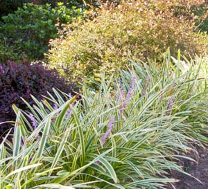 Marc Anthony Liriope, light purple stems with green foliage trimmed in yellow