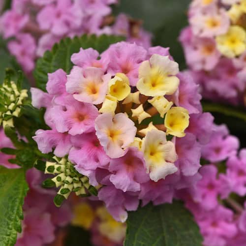 Lavender Little Lucky™ Lantana Bloom