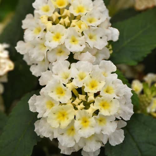Little Lucky™ White Lantana Bloom