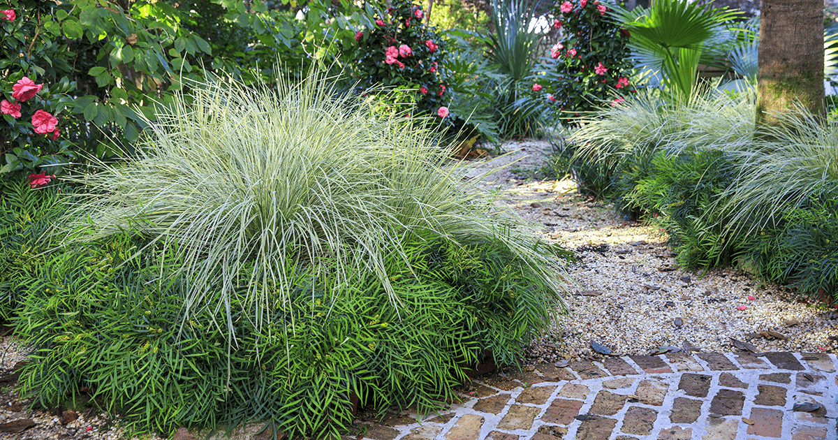 Lomandra Platinum Beauty