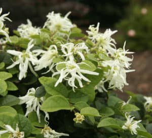 Emerald Snow Loropetalum, white flowers with green leaves