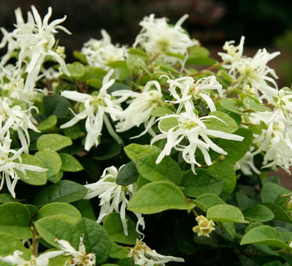 Emerald Snow Loropetalum, white flowers with green leaves