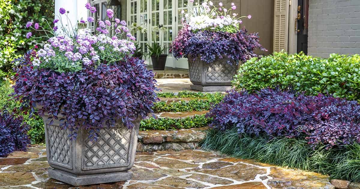 Purple Pixie Loropetalum Chinense in container in garden on brick patio