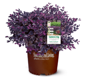 Purple Daydream Loropetalum in Southern Living Plant Collection brown pot