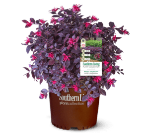 Purple Diamond Loropetalum in Southern Living Plant Collection brown pot