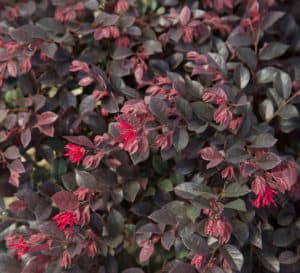 Loropetalum Chinense Purple Daydream Closeup of Purple Leaves and Pink Fringe Flowers