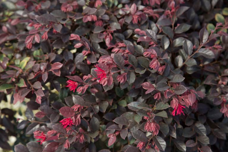 Purple Diamond Loropetalum with bright pink blooms