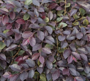 Purple Diamond Loropetalum Chinense Closeup of Purple Leaves