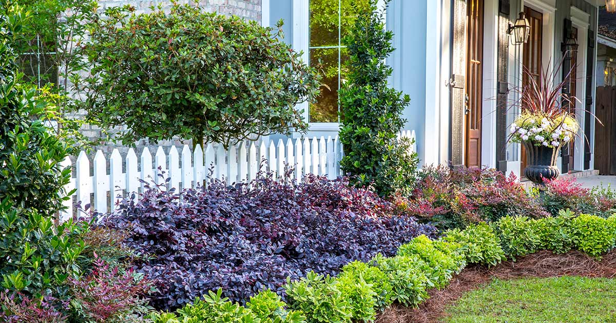 Mixed garden border along white picket fence includes Mojo Pittosporum in front, Purple Diamond in middle and Obsession Nandina abutting a cement porch