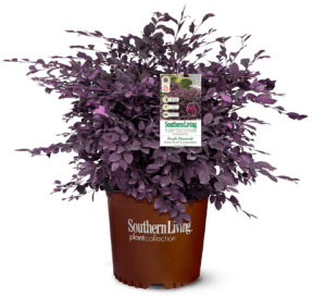 Purple Diamond Loropetalum Chinense in Southern Living Plant Collection brown pot