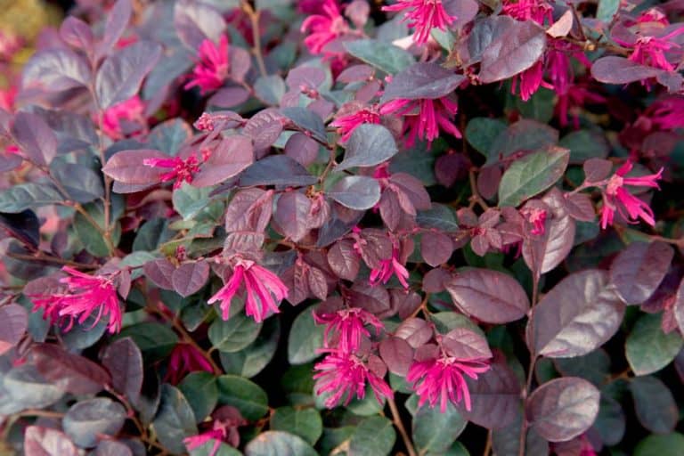 Purple Diamond Loropetalum with bright pink blooms