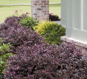 Loropetalum Chinense Purple Diamond in flower bed with pine straw