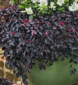 Loropetalum Purple Pixie 20131204 FairHopePurplePixie0062