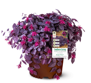 Purple Pixie Loropetalum Chinense clipped and potted in Southern Living Pot with tag