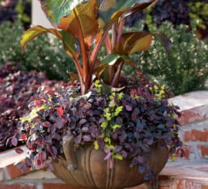 Purple Pixie Loropetalum Chinense in decorative container with rich purple foliage in patio landscape