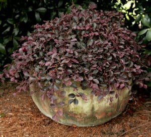 Purple Pixie Loropetalum Chinense in decorative container with rich purple foliage.