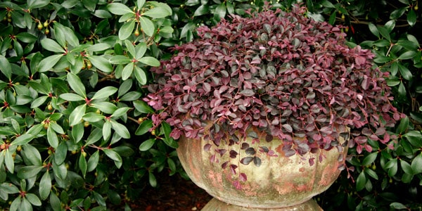 Loropetalum Purple Pixie Decorative Container MG 9453(orig)