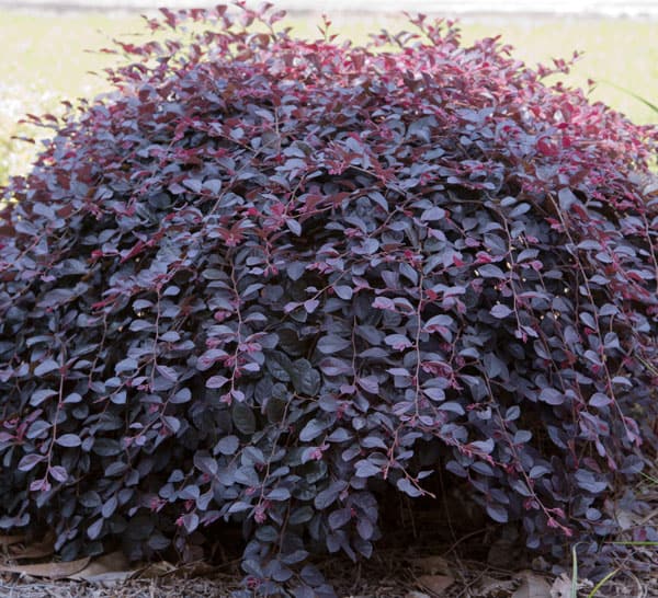 Weeping Purple Pixie Loropetalum with rich purple foliage.