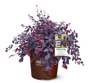 Red Diamond Loropetalum Chinense 3 gallon in brown plastic Southern Living plant collection pot