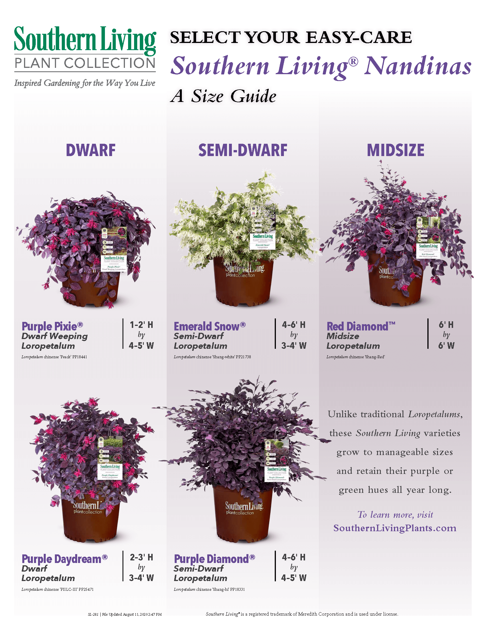 chart of Southern Living Loropetalum Chinense Varieties