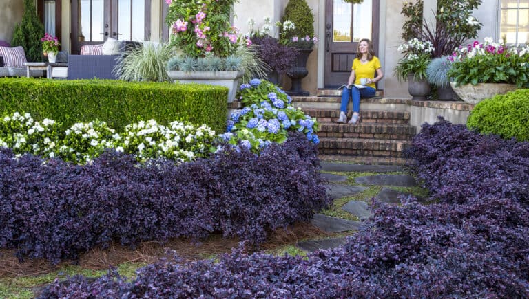 Purple Daydream® Dwarf Loropetalum Chinense in landscape with companion plants image