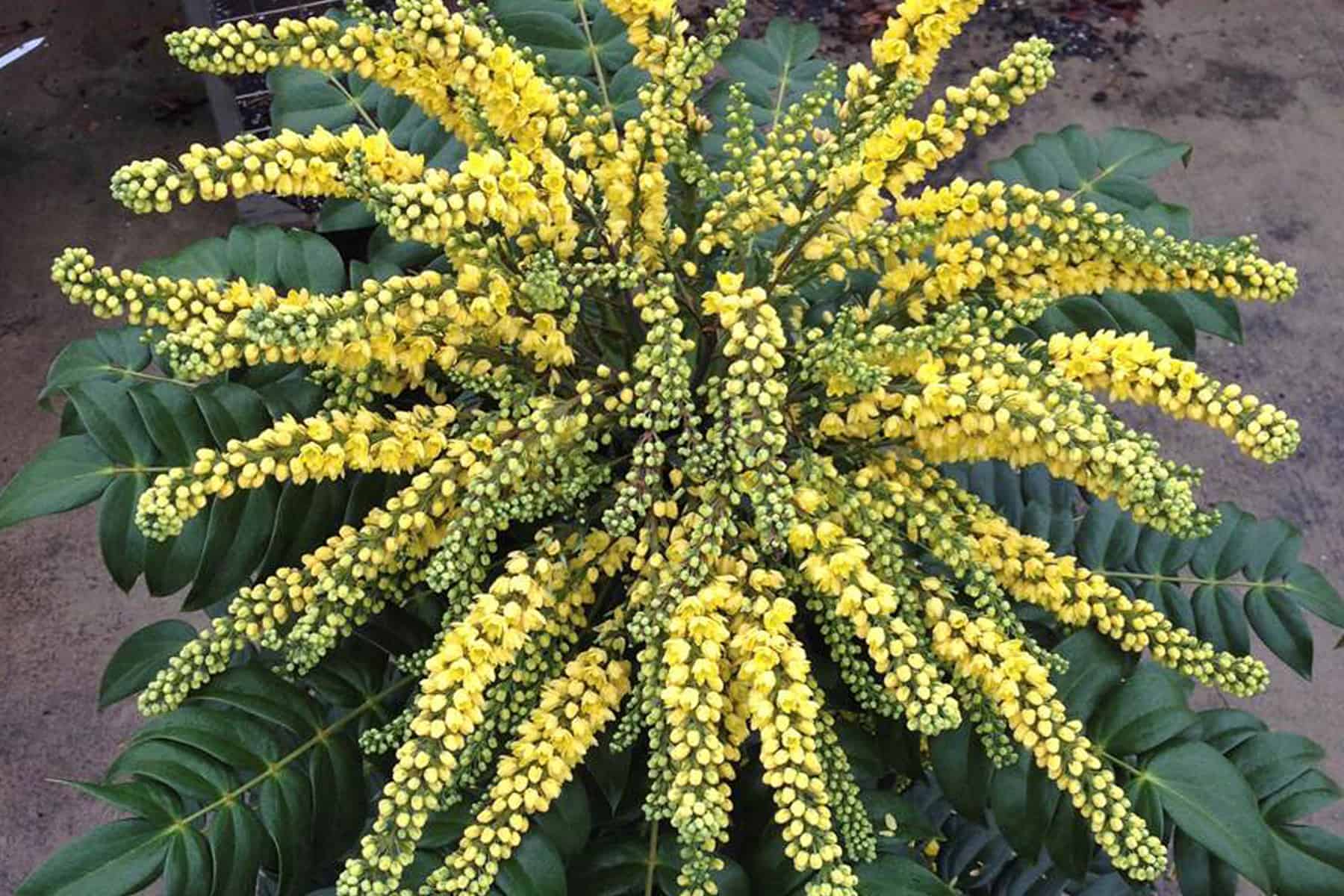 Marvel Mahonia with abundant yellow flowers and green foliage.