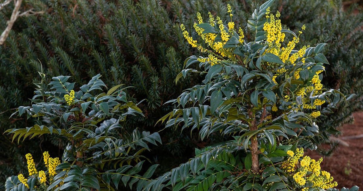 Mahonia Marvel Yewtopia 20190104X21A3011 1200x630