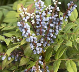 Mahonia Mavel berries