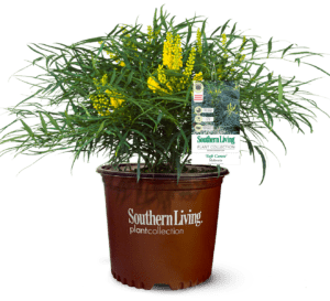 Soft Caress Mahonia with emerald green leaves and bright-yellow flowers in Southern Living Plant Collection brown pot