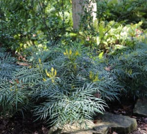 Soft Caress Mahonia with emerald green leaves and bright-yellow flowers