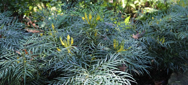 Mahonia Soft Caress Landscape FPO 20131030 BhmBotGarden027