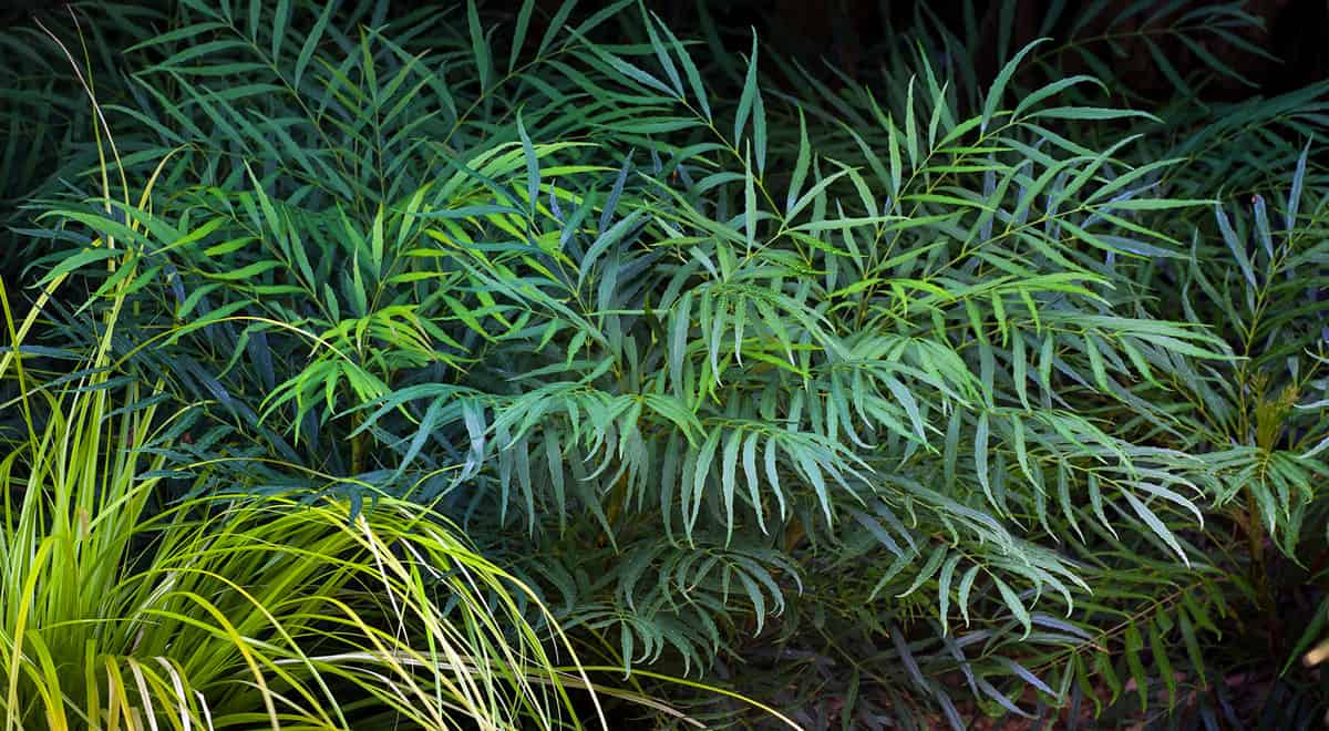 bright-yellow flowers stand atop the slender, bamboo-like foliage
