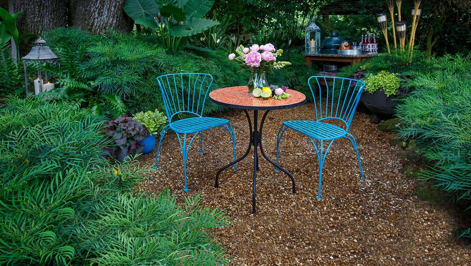 2 blue metal scroll chairs with matching table in a garden of Soft Caress Mahonia